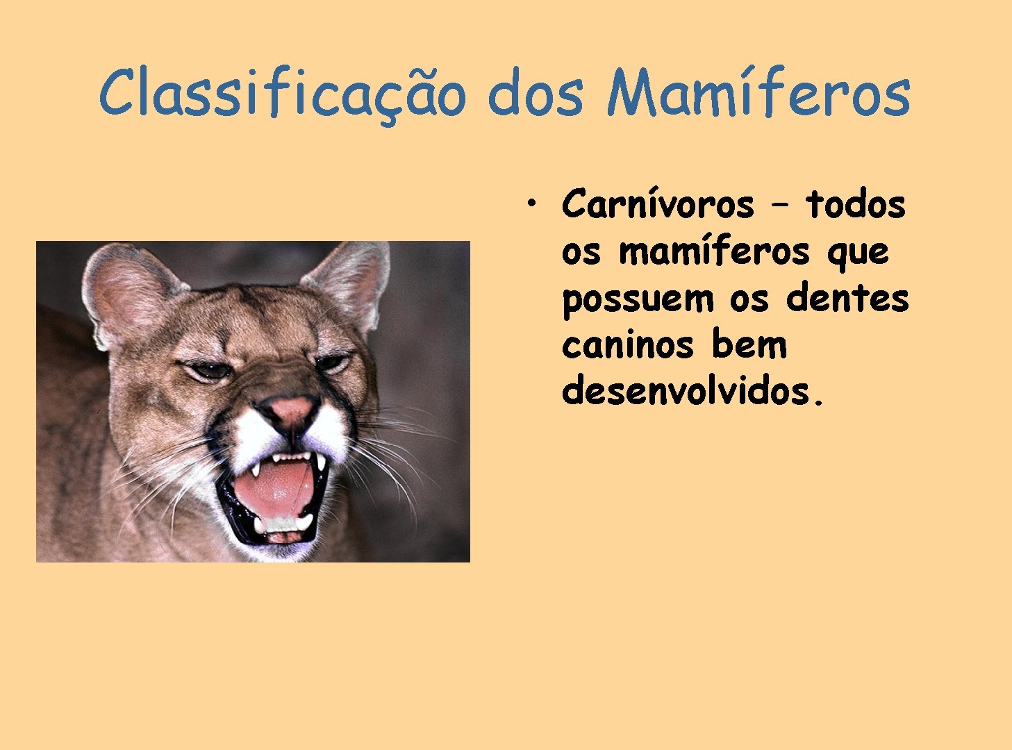 Classificação dos Mamíferos • Carnívoros – todos os mamíferos que possuem os dentes caninos