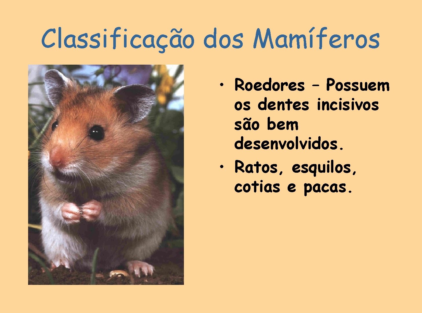 Classificação dos Mamíferos • Roedores – Possuem os dentes incisivos são bem desenvolvidos. •