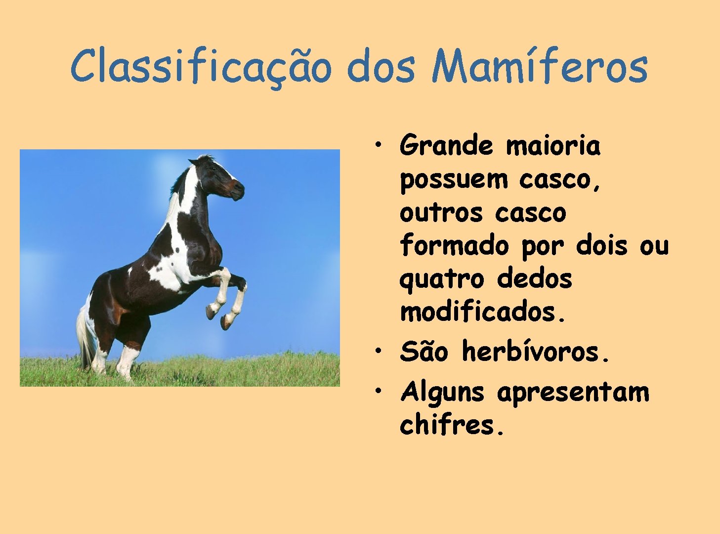 Classificação dos Mamíferos • Grande maioria possuem casco, outros casco formado por dois ou