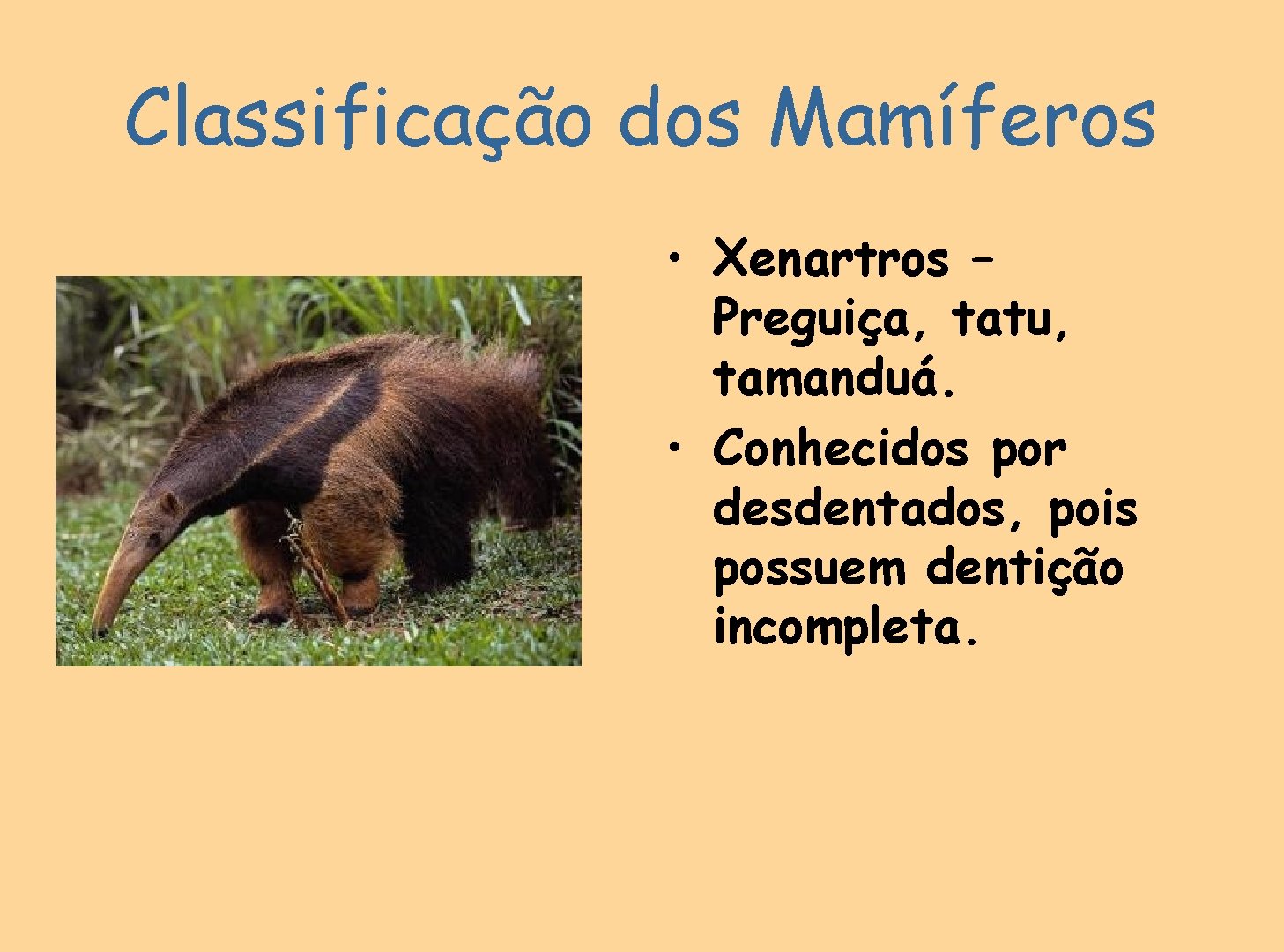 Classificação dos Mamíferos • Xenartros – Preguiça, tatu, tamanduá. • Conhecidos por desdentados, pois