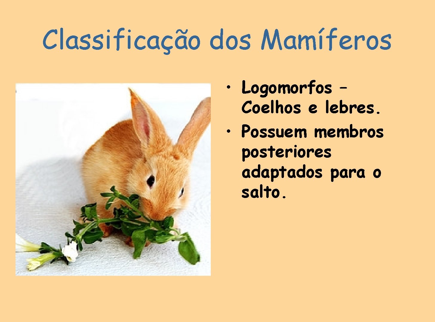Classificação dos Mamíferos • Logomorfos – Coelhos e lebres. • Possuem membros posteriores adaptados