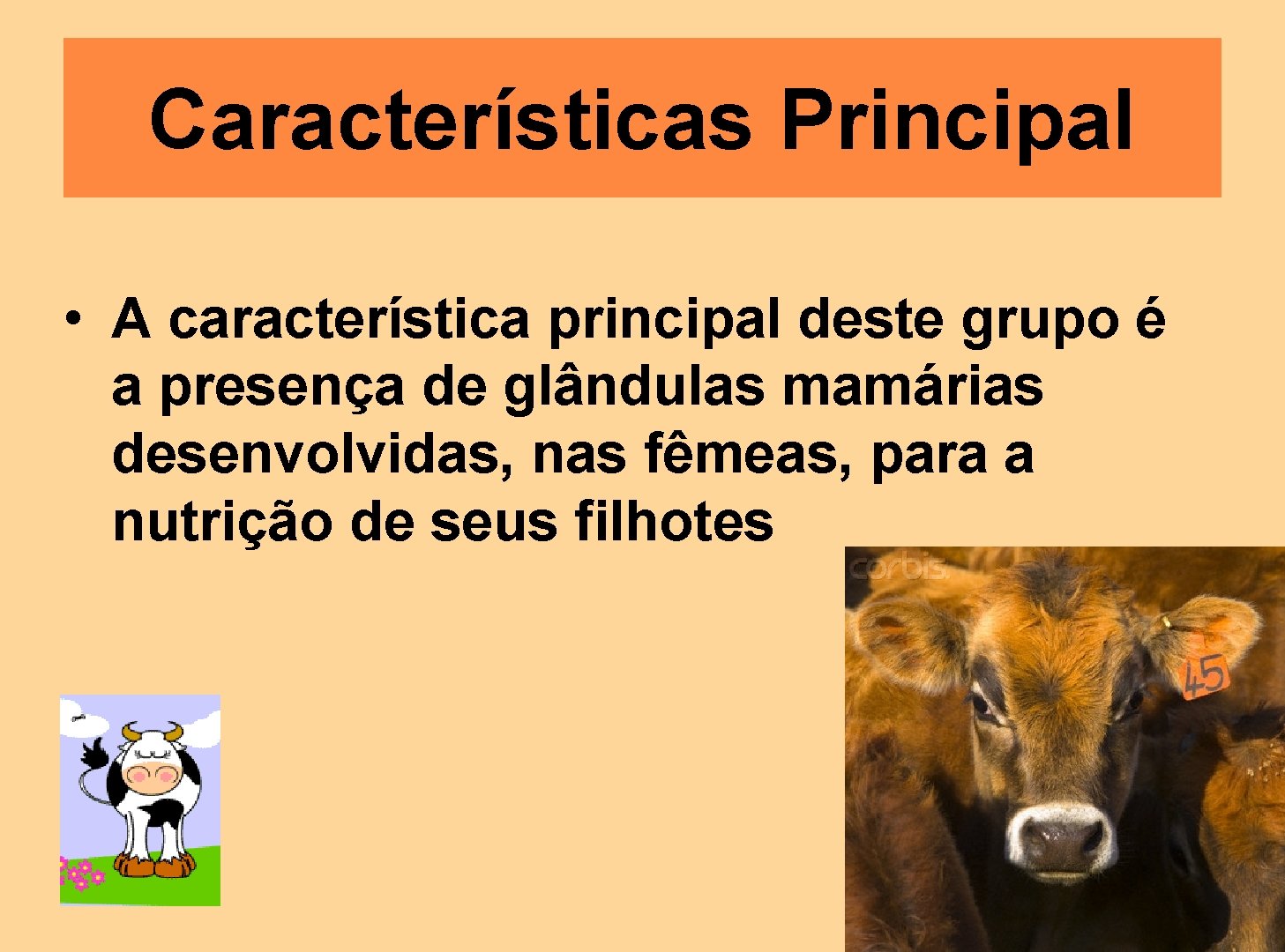 Características Principal • A característica principal deste grupo é a presença de glândulas mamárias