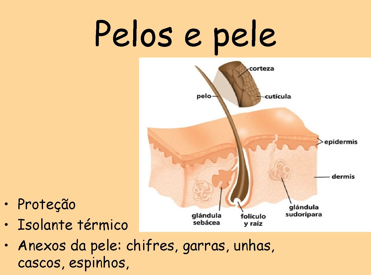 Pelos e pele • Proteção • Isolante térmico • Anexos da pele: chifres, garras,