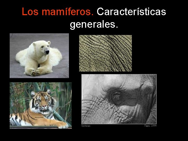 Los mamíferos. Características generales. 