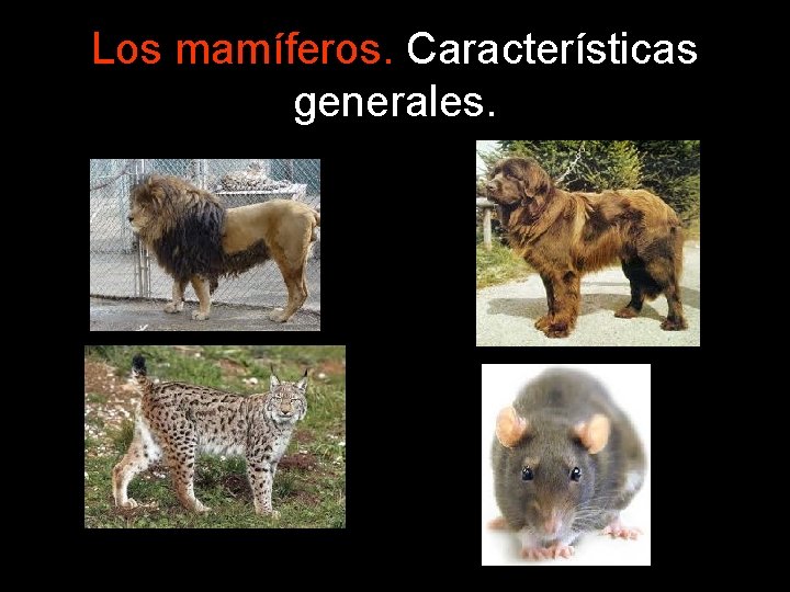 Los mamíferos. Características generales. 