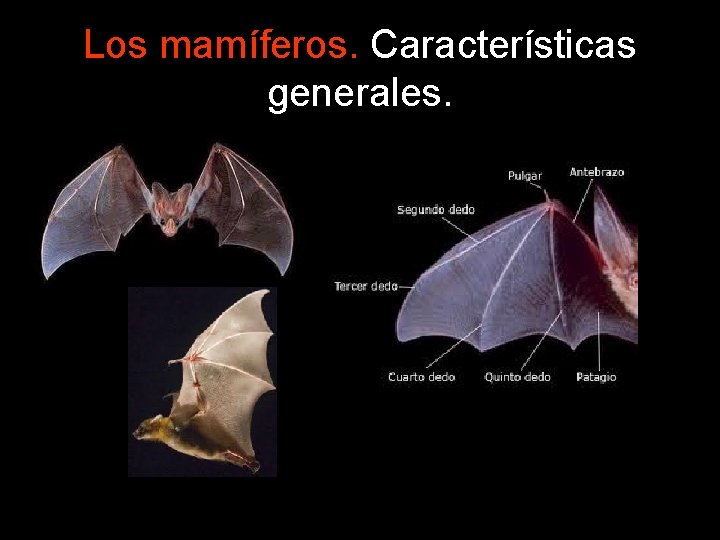Los mamíferos. Características generales. 