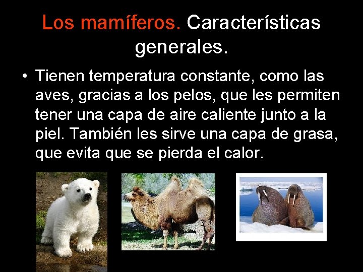 Los mamíferos. Características generales. • Tienen temperatura constante, como las aves, gracias a los