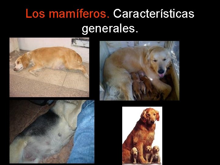 Los mamíferos. Características generales. 