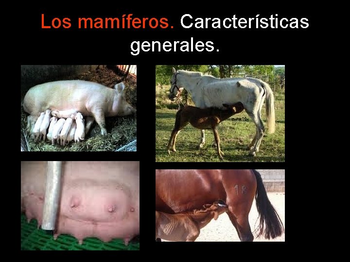 Los mamíferos. Características generales. 