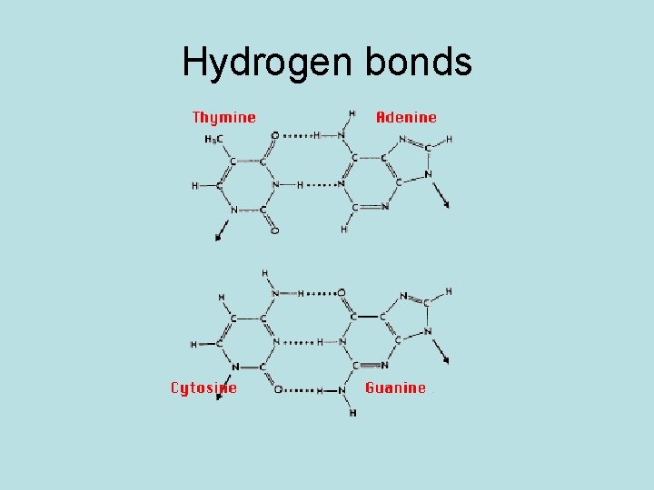 Hydrogen bonds 