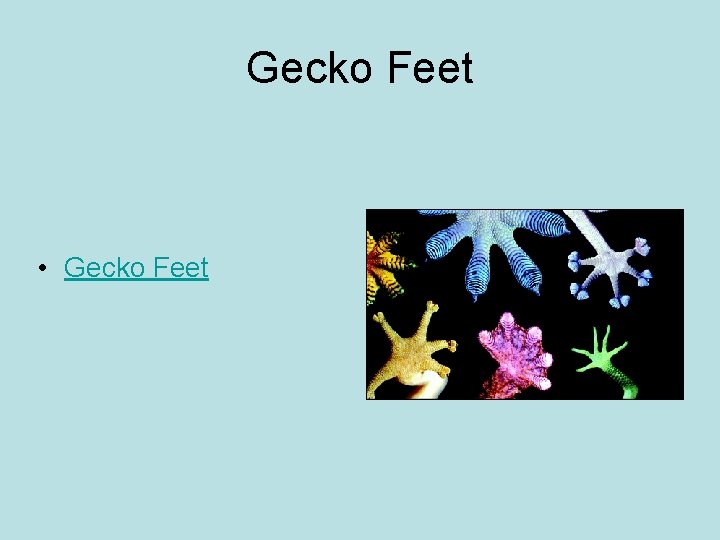Gecko Feet • Gecko Feet 