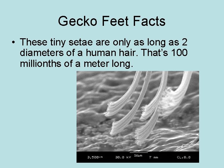 Gecko Feet Facts • These tiny setae are only as long as 2 diameters