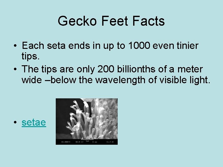 Gecko Feet Facts • Each seta ends in up to 1000 even tinier tips.