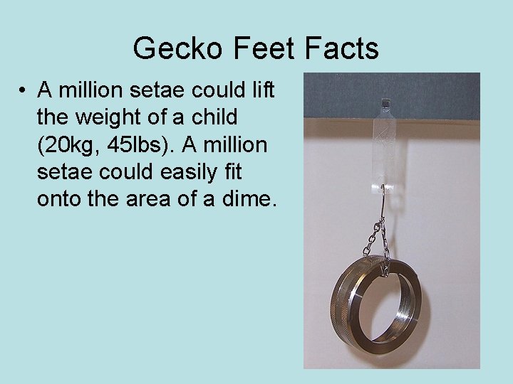 Gecko Feet Facts • A million setae could lift the weight of a child