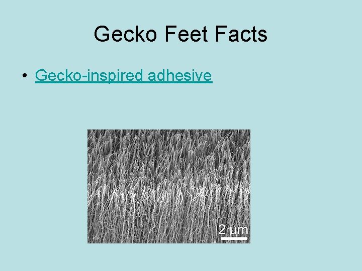 Gecko Feet Facts • Gecko-inspired adhesive 