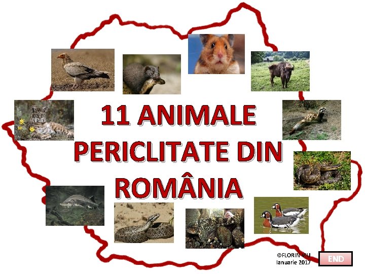 11 ANIMALE PERICLITATE DIN ROM NIA ©FLORIN VIU Ianuarie 2017 END 