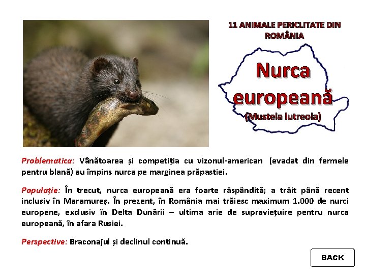 11 ANIMALE PERICLITATE DIN ROM NIA Nurca europeană (Mustela lutreola) Problematica: Vânătoarea și competiția