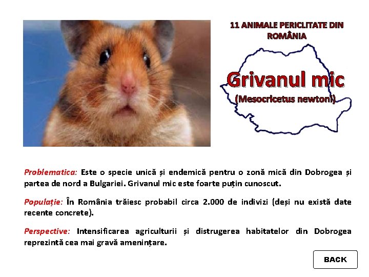 11 ANIMALE PERICLITATE DIN ROM NIA Grivanul mic (Mesocricetus newtoni) Problematica: Este o specie