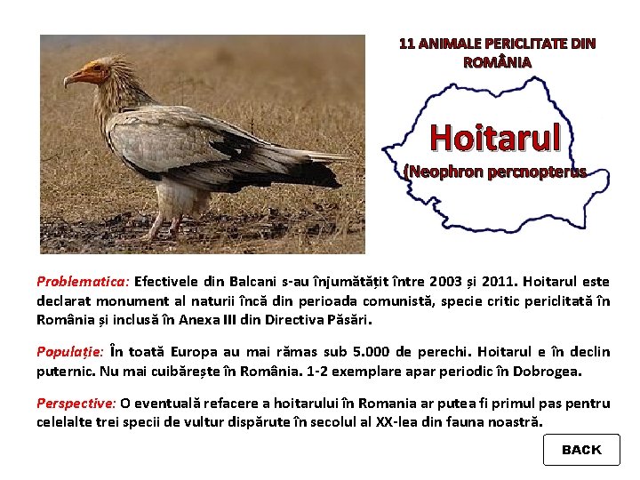 11 ANIMALE PERICLITATE DIN ROM NIA Hoitarul (Neophron percnopterus Problematica: Efectivele din Balcani s-au