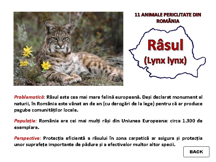 11 ANIMALE PERICLITATE DIN ROM NIA Râsul (Lynx lynx) Problematică: Râsul este cea mai