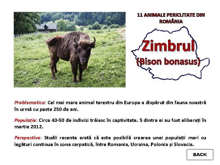 11 ANIMALE PERICLITATE DIN ROM NIA Zimbrul (Bison bonasus) Problematica: Cel mai mare animal