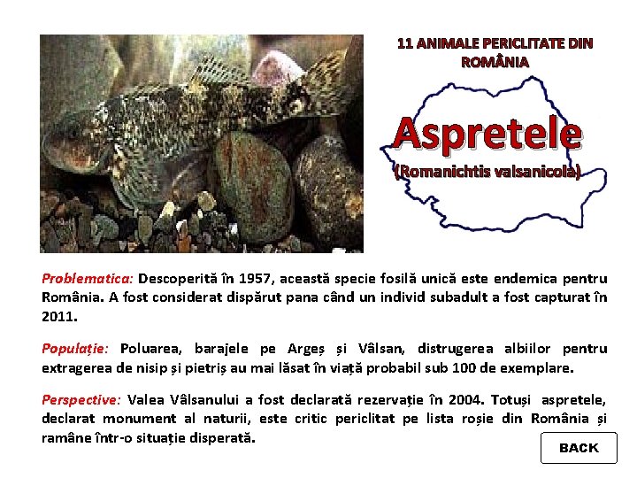 11 ANIMALE PERICLITATE DIN ROM NIA Aspretele (Romanichtis valsanicola) Problematica: Descoperită în 1957, această