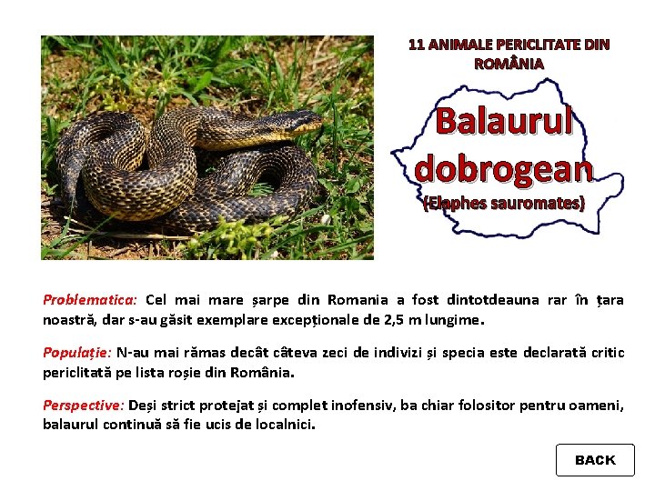 11 ANIMALE PERICLITATE DIN ROM NIA Balaurul dobrogean (Elaphes sauromates) Problematica: Cel mai mare