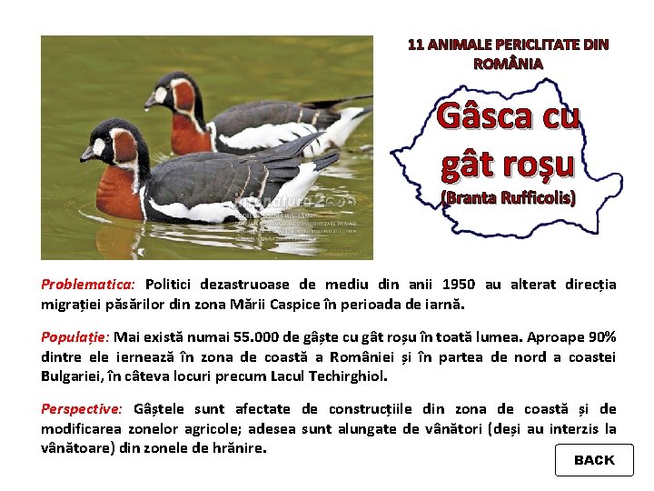 11 ANIMALE PERICLITATE DIN ROM NIA Gâsca cu gât roșu (Branta Rufficolis) Problematica: Politici