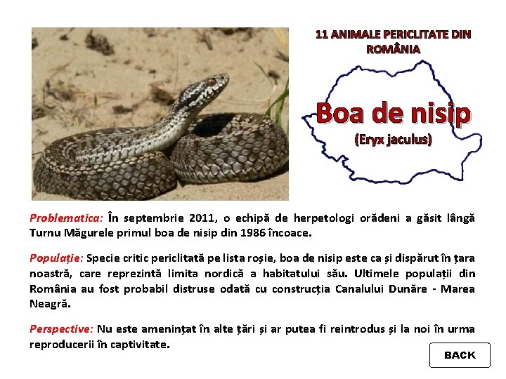 11 ANIMALE PERICLITATE DIN ROM NIA Boa de nisip (Eryx jaculus) Problematica: În septembrie