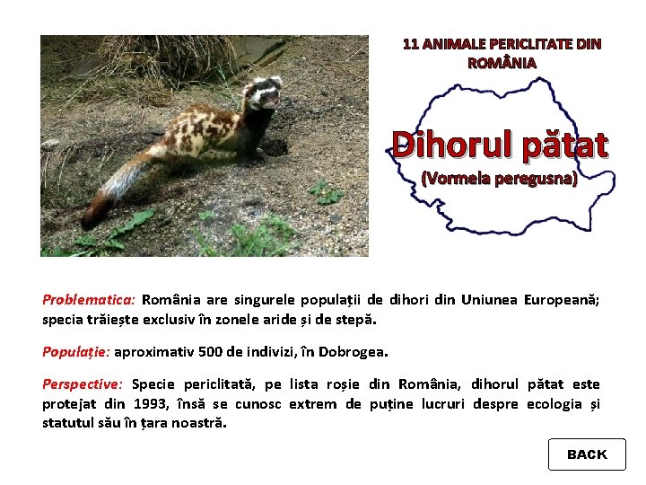 11 ANIMALE PERICLITATE DIN ROM NIA Dihorul pătat (Vormela peregusna) Problematica: România are singurele