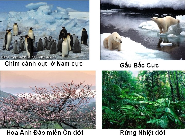 Chim cánh cụt ở Nam cực Hoa Anh Đào miền Ôn đới Gấu Bắc