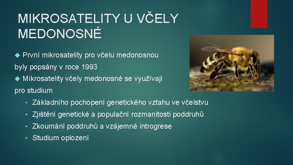 MIKROSATELITY U VČELY MEDONOSNÉ První mikrosatelity pro včelu medonosnou byly popsány v roce 1993 MIKROSATELITY U VČELY MEDONOSNÉ První mikrosatelity pro včelu medonosnou byly popsány v roce 1993