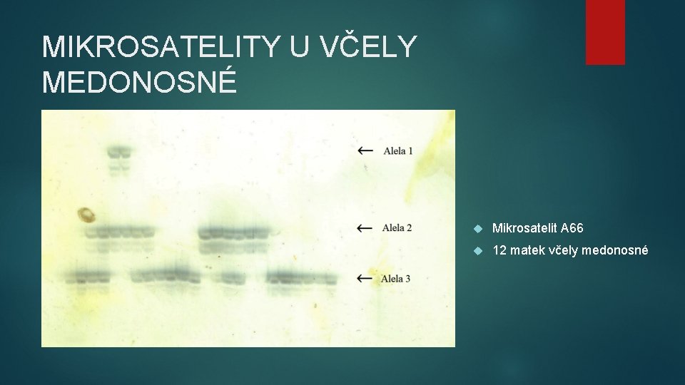 MIKROSATELITY U VČELY MEDONOSNÉ Mikrosatelit A 66 12 matek včely medonosné MIKROSATELITY U VČELY MEDONOSNÉ Mikrosatelit A 66 12 matek včely medonosné