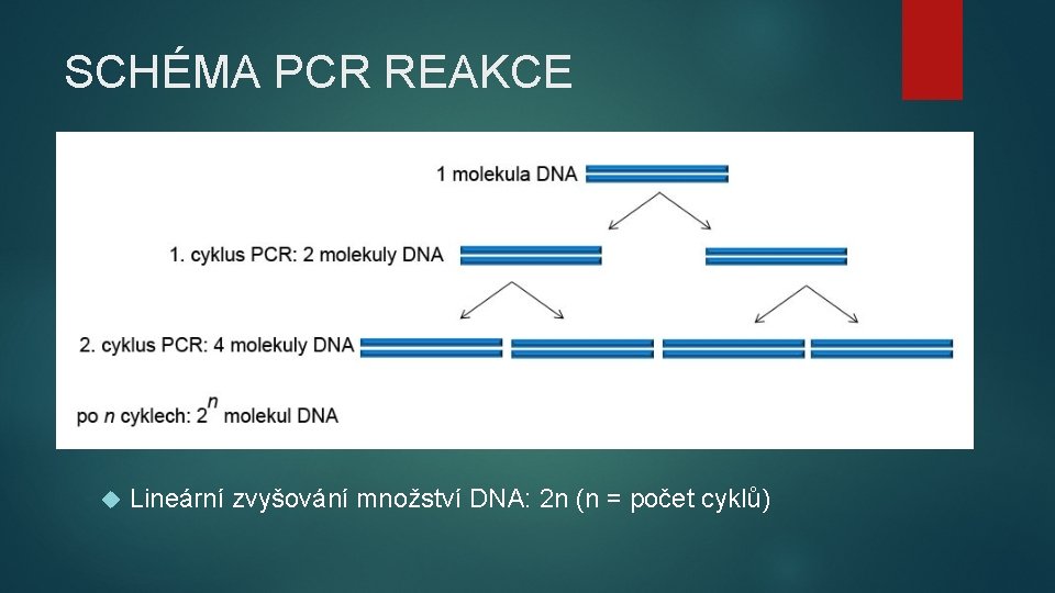 SCHÉMA PCR REAKCE Lineární zvyšování množství DNA: 2 n (n = počet cyklů) SCHÉMA PCR REAKCE Lineární zvyšování množství DNA: 2 n (n = počet cyklů)