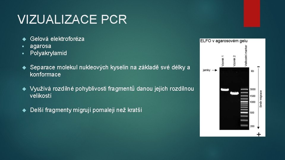 VIZUALIZACE PCR § § Gelová elektroforéza agarosa Polyakrylamid Separace molekul nukleových kyselin na základě VIZUALIZACE PCR § § Gelová elektroforéza agarosa Polyakrylamid Separace molekul nukleových kyselin na základě