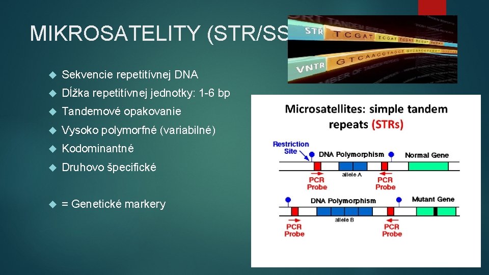 MIKROSATELITY (STR/SSR) Sekvencie repetitívnej DNA Dĺžka repetitívnej jednotky: 1 -6 bp Tandemové opakovanie Vysoko MIKROSATELITY (STR/SSR) Sekvencie repetitívnej DNA Dĺžka repetitívnej jednotky: 1 -6 bp Tandemové opakovanie Vysoko