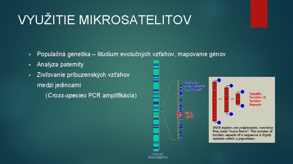 VYUŽITIE MIKROSATELITOV § Populačná genetika – štúdium evolučných vzťahov, mapovanie génov § Analýza paternity VYUŽITIE MIKROSATELITOV § Populačná genetika – štúdium evolučných vzťahov, mapovanie génov § Analýza paternity