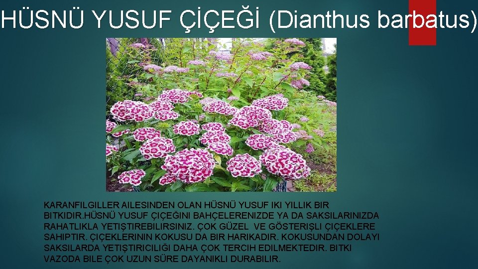 HÜSNÜ YUSUF ÇİÇEĞİ (Dianthus barbatus) Ü YUSUF ÇİÇEĞİ KARANFILGILLER AILESINDEN OLAN HÜSNÜ YUSUF IKI