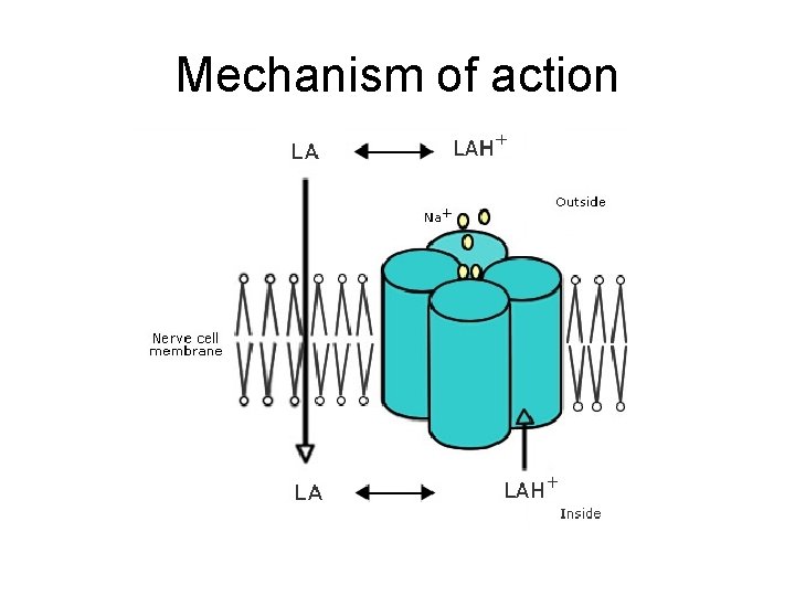 Mechanism of action 