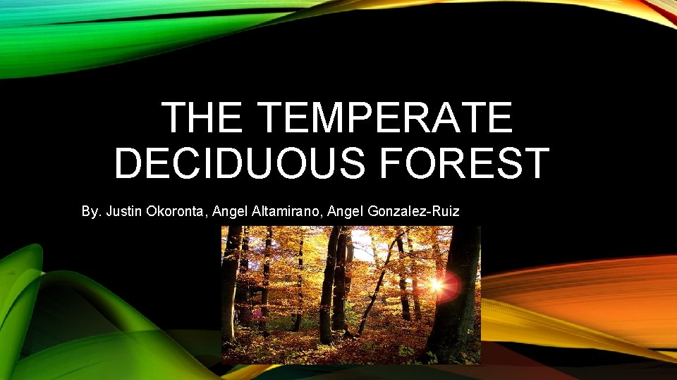  THE TEMPERATE DECIDUOUS FOREST By. Justin Okoronta, Angel Altamirano, Angel Gonzalez-Ruiz 