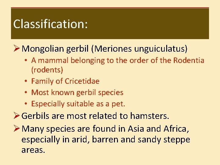 Classification: Ø Mongolian gerbil (Meriones unguiculatus) • A mammal belonging to the order of
