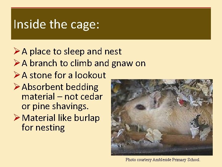 Inside the cage: Ø A place to sleep and nest Ø A branch to