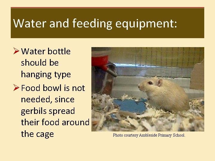 Water and feeding equipment: Ø Water bottle should be hanging type Ø Food bowl