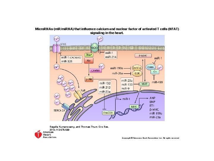 Micro. RNAs (mi. R/mi. RNA) that influence calcium and nuclear factor of activated T