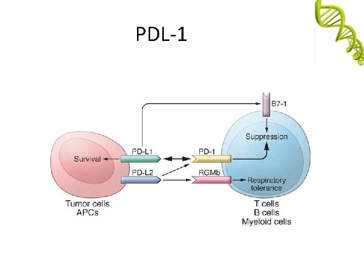 PDL-1 