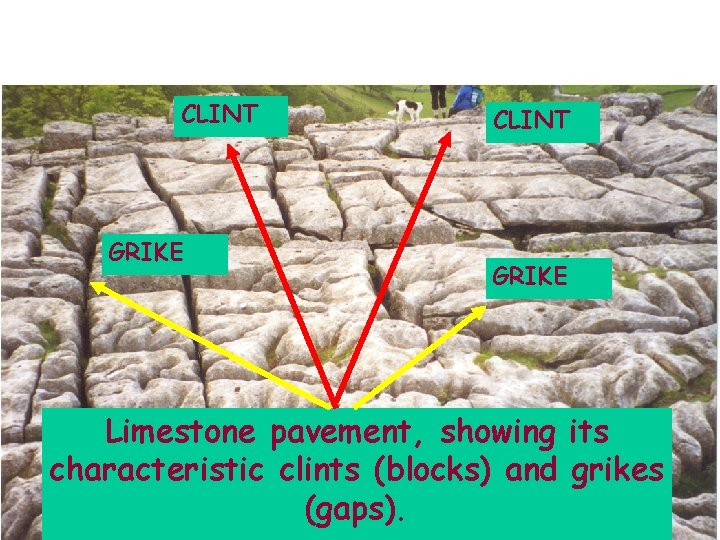 CLINT GRIKE Limestone pavement, showing its characteristic clints (blocks) and grikes (gaps). 