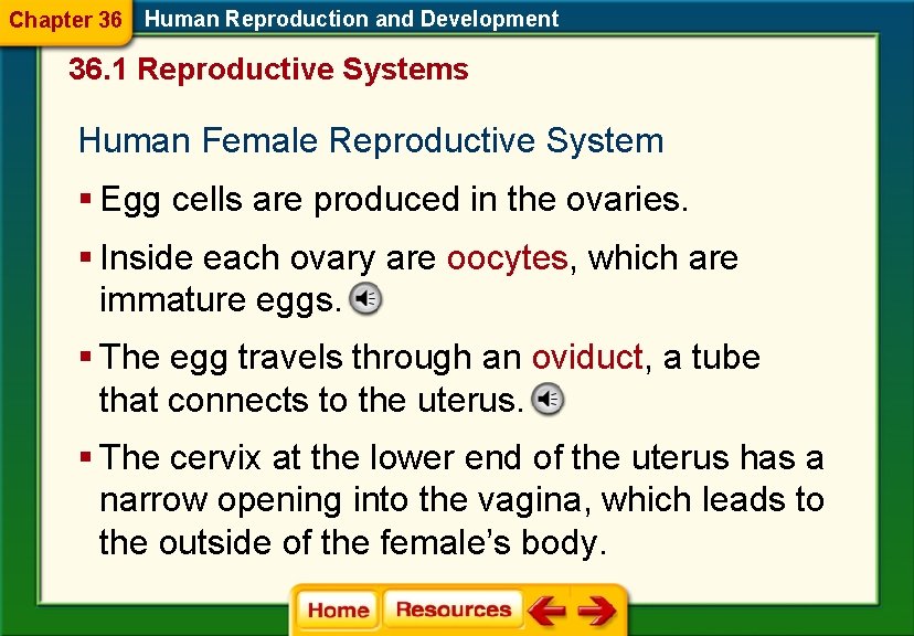 Chapter 36 Human Reproduction and Development 36. 1 Reproductive Systems Human Female Reproductive System