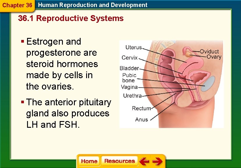 Chapter 36 Human Reproduction and Development 36. 1 Reproductive Systems § Estrogen and progesterone