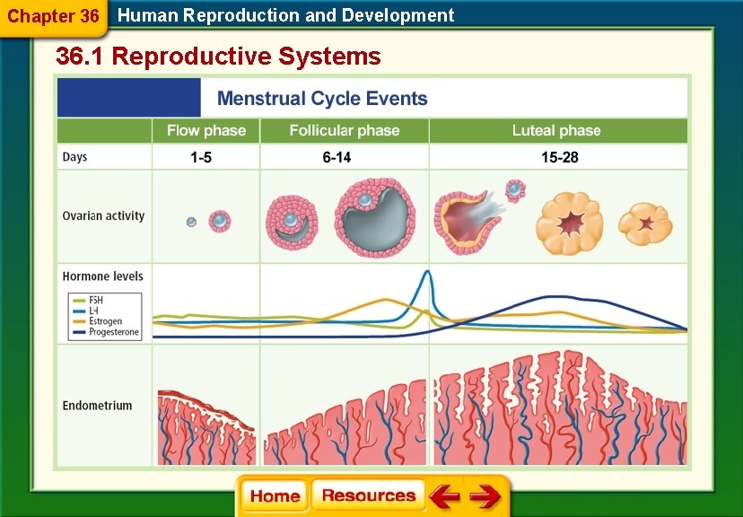 Chapter 36 Human Reproduction and Development 36. 1 Reproductive Systems 