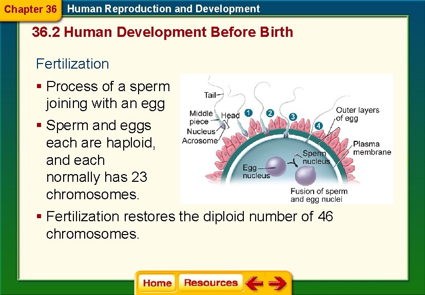 Chapter 36 Human Reproduction and Development 36. 2 Human Development Before Birth Fertilization §